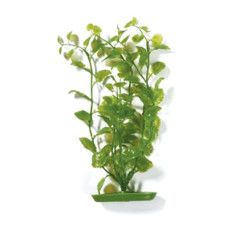 CARDAMINE 30см  HAGEN
