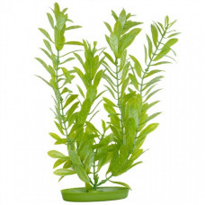 HYGROPHILA 20см HAGEN