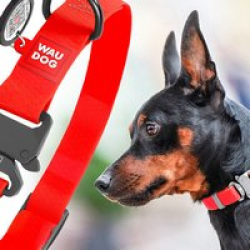 Ошейник для собак водостойкий WAUDOG Waterproof с QR-паспортом, светящийся в темноте, металлическая пряжка-фастекс, XXL, Ш 40 мм, Д 46-70 см
