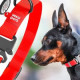 Ошейник для собак водостойкий WAUDOG Waterproof с QR-паспортом, светящийся в темноте, металлическая пряжка-фастекс, XXL, Ш 40 мм, Д 46-70 см