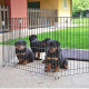 Загін для собак і цуценят Ferplast Dog Training, можна використовувати як перегородку