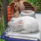 Клітка Ferplast Rabbit 120  для кроликів та морських свинок