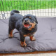Загін для собак і цуценят Ferplast Dog Training, можна використовувати як перегородку