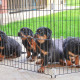 Загін для собак і цуценят Ferplast Dog Training, можна використовувати як перегородку