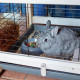 Клетка Ferplast Cottage для кроликов