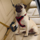 Ремінь безпеки для собак Ferplast Dog Travel Belt