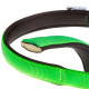 Нейлоновый ошейник для собак Ferplast Daytona C25/53 Verde Acido