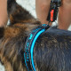 Нашийник для собак на підкладці Ferplast Sport Dog C25/55 Blue