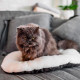Подушка для котів та собак, виготовлена ​​з бавовни та плюшу Ferplast Relax F 55/4