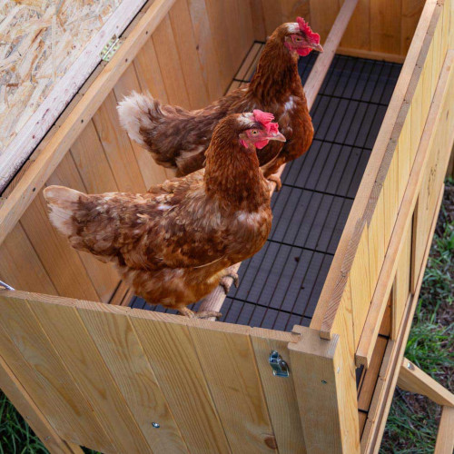 Дерев`яний будиночок для 4 курей Ferplast Hen House 10