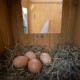 Дерев`яний будиночок для 4 курей Ferplast Hen House 10